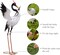 Yard Decorations Outdoor Garden Statues, White Metal Crane Yard Art, 33-39inch Lawn Ornaments for Backyard, Outside Porch, Patio, Wedding Decor,Set of 2,Spring Decor,Gifts for Mom